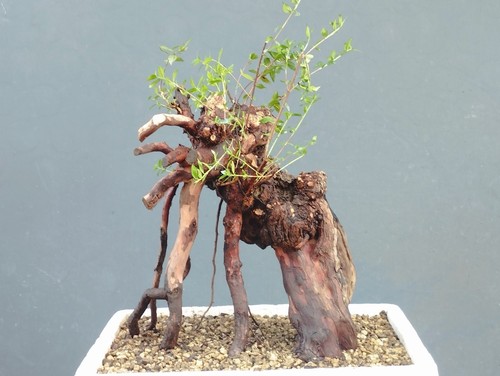 Bonsaï myrte sauvage - , 30