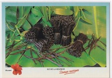 REUNION - Vanille Bourbon