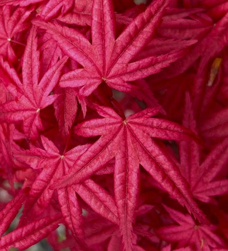 Acer palmatum deshojo - acer, cv