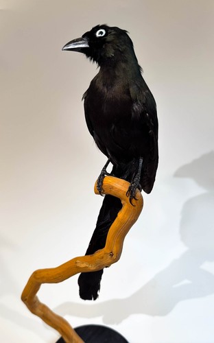 Taxidermy racket tailed - taxidermy, racket-tailed