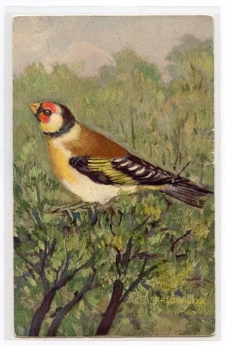 Chardonneret oiseau - .,