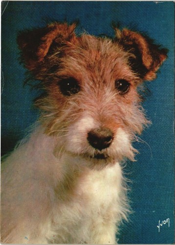 Cpa fox terrier - fox, dog