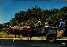 CPM AK Charette a boeufs REUNION (1408199)