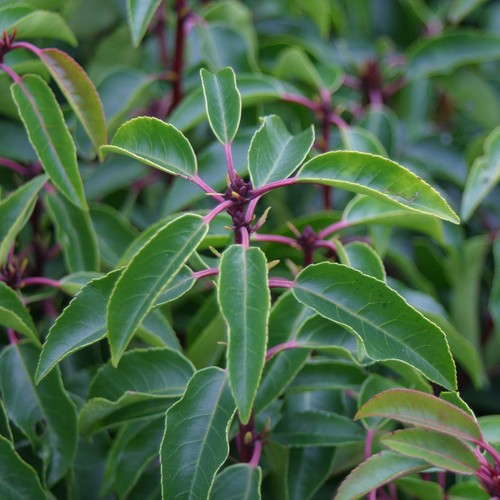 Prunus lusitanica laurier - prunus, du