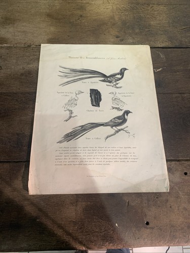 Ancienne planche gravure - planche,