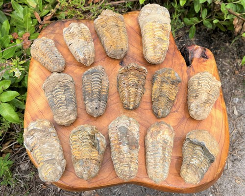 Large natural trilobite - natural,