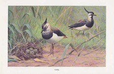 Kiebitz Vanellus Vanellus Pluvier Impression Couleur De 1911 Wilhelm Kuhnert