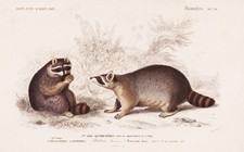 Procyon Lotor Raton Laveur