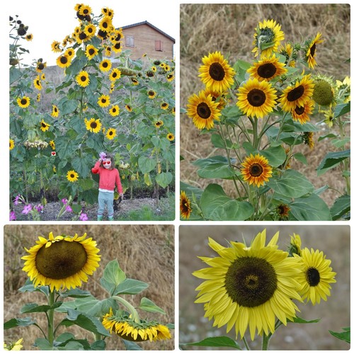 Graines tournesols - graines, de