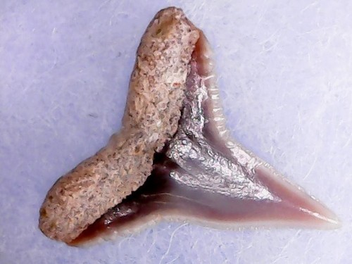 Shark tooth dent requin - -,