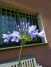 lot4 agapanthes  plantefeuillues motte de terre  +mon jardin plantes résistantes