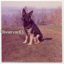 Vintage photo 1970-80s - German shepherd dog sitting in nature