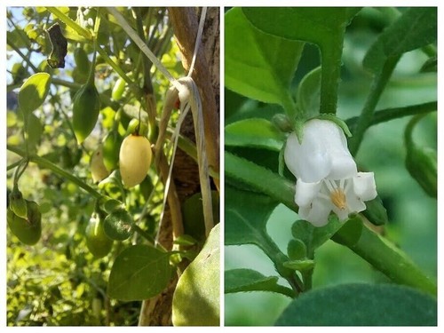 Vigne muguet salpichroa - vigne,