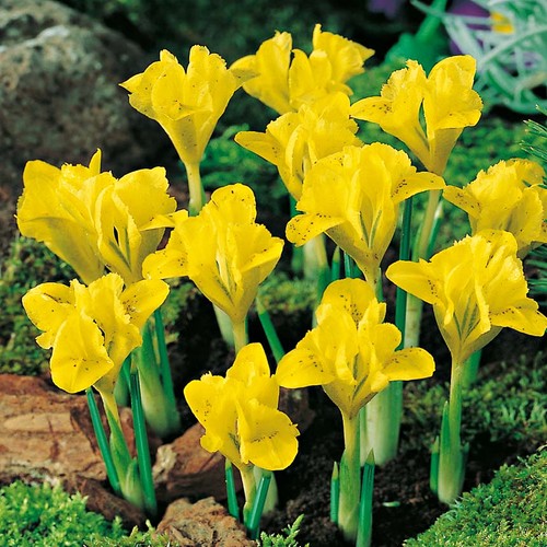 Bulbes iris réticulés - bulbes, d'iris