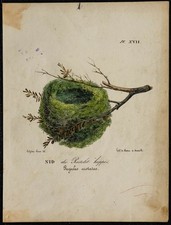 1830 - Nid du Roitelet huppé