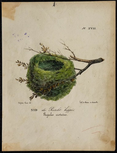 1830 nid roitelet huppé - -,