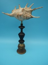 Cabinet de Curiosités