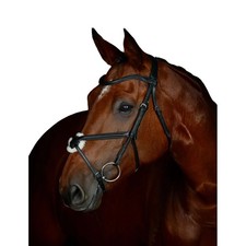 Collegiate - Bridon à