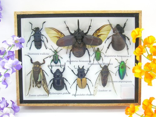 Insectes exotiques réel - 3d,