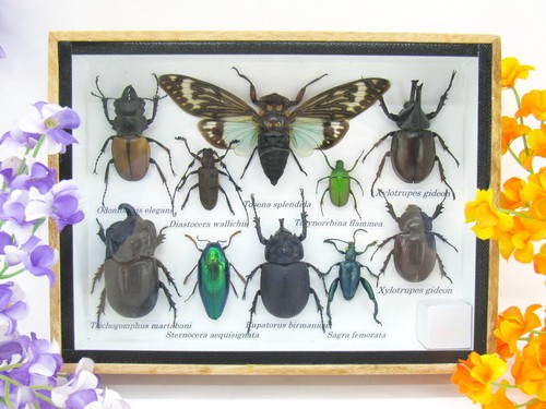 Insectes exotiques réel - insectes,