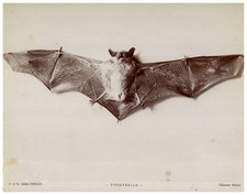 Alinari, Studio Sugli Animali, Pipistrello vintage albumen print Tirage albumi
