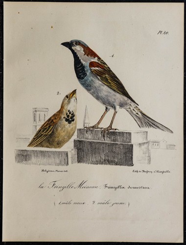 1830 moineau domestique - domestique,
