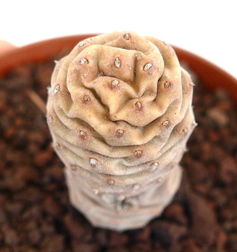 Tephrocactus articulatus form