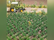 Plants de pommes de terre - HO