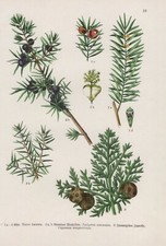 Bois Européen D'If Genévrier Säulen-zypresse Lithographie De 1909 Botanique