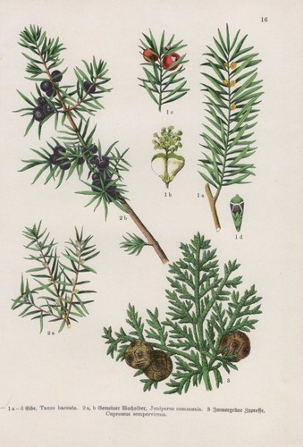 Bois européen genévrier - bois,