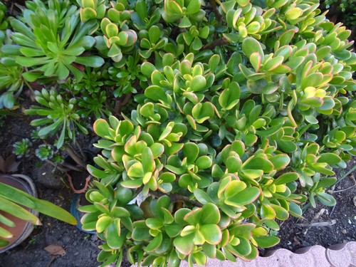Lot gros tronçon de plante - ,