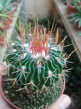 Echinocactus Multicostatus