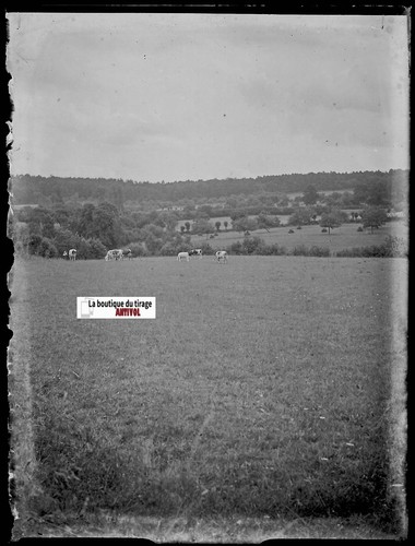 Campagne vaches plaque verre - campagne,,