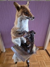 renard empaillé avec socle taxidermie
