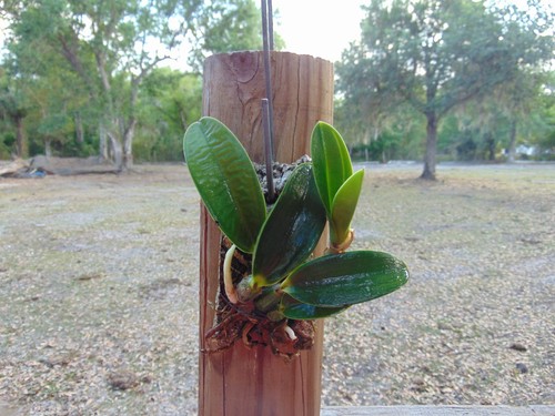 Keala near bloom size - c.,