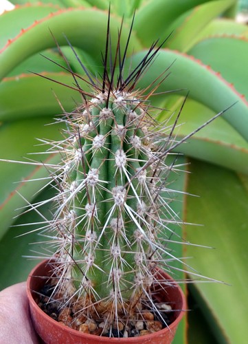 Eulychnia breviflora pv2386 - eulychnia,
