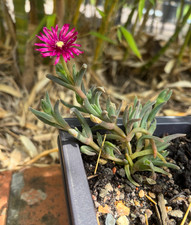 Bouture carpobrotus griffe - carpobrotus, de