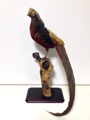 Farce véritable oiseau - farce,,