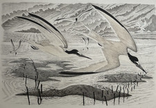 Oiseaux TAVY NOTTON Gravure