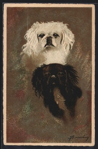 Doux pékinois noir et - pékinois,