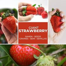 Géant Fraises Graines Env. 100 Pièce - La Plus Grand Fraises le Monde " Giant "