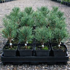 Pinus sylvestris cv SÉ - Pin