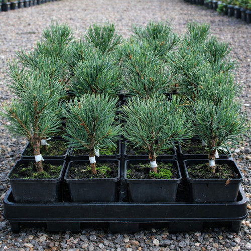 Pinus sylvestris sé pin - sÉ,