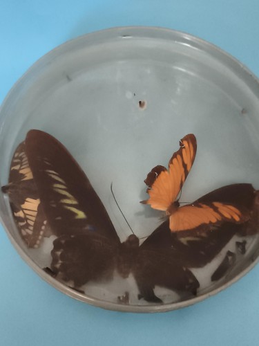 Papillon naturalisé sous