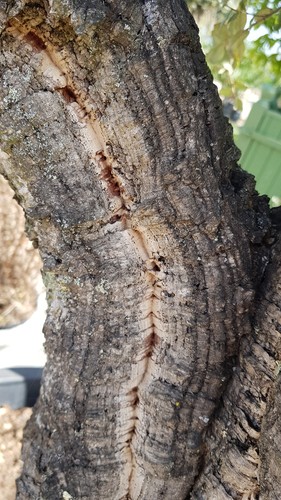 Quercus suber chêne - quercus, /