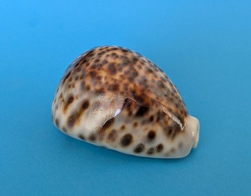 Cypraea tigris mm - cypraea,