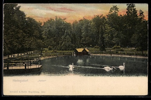 Heringsdorf lac avec cygnes - avec,