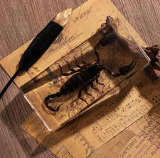 REAL SCORPION In Resin Block