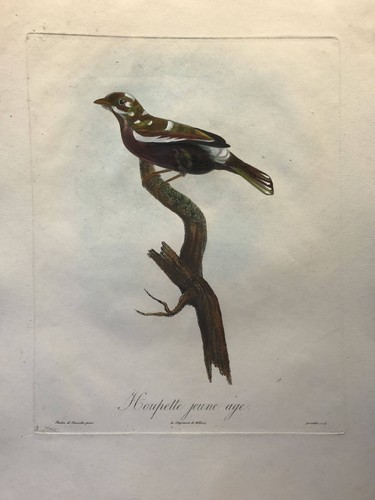 Houpette jeune âge