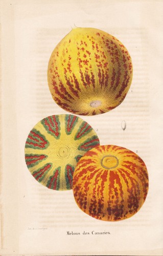 Melon melons canaries - melon, fruit